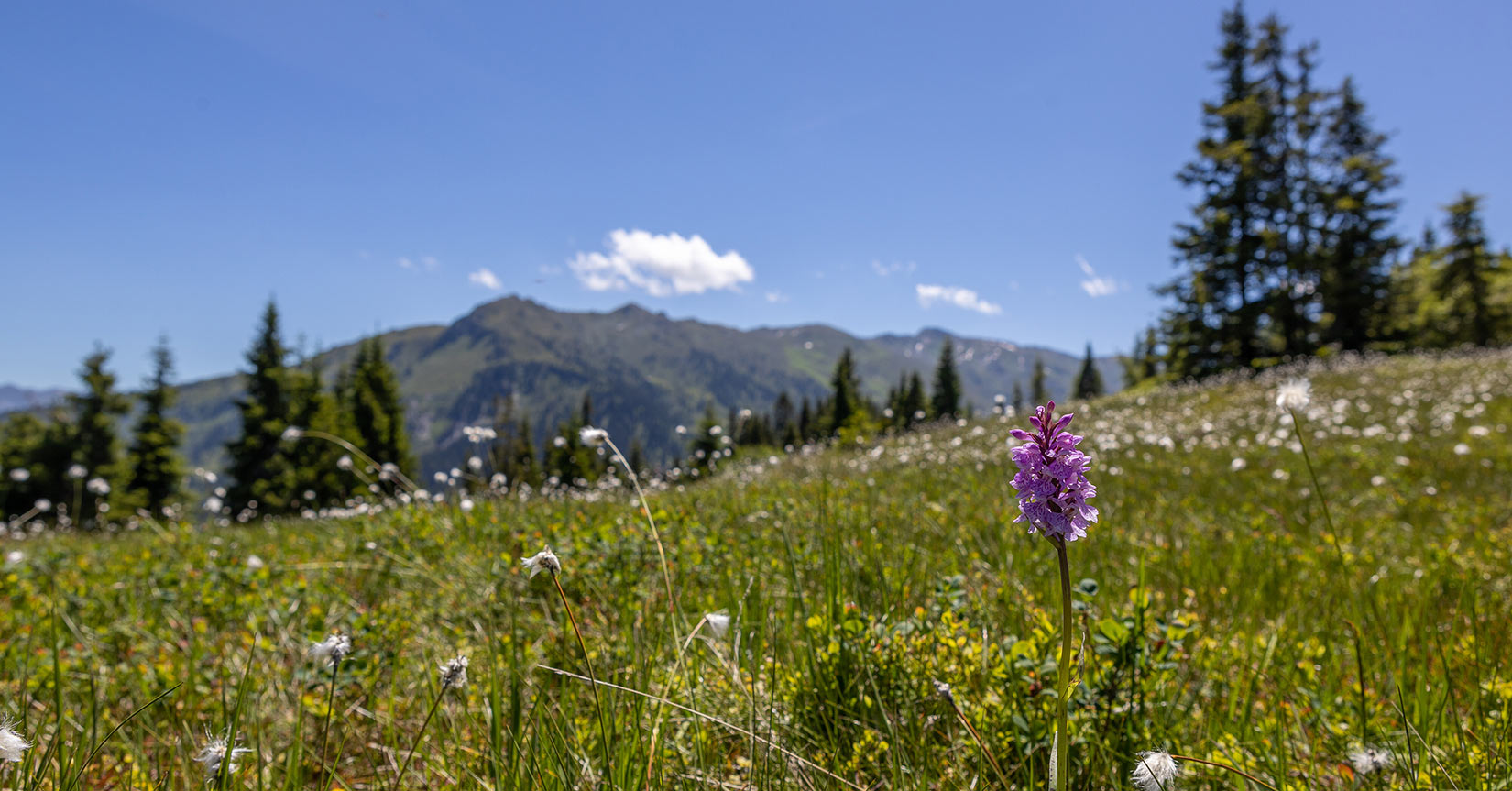 2_Almtal_Hochfuegen_becknaphoto_Erste_Ferienregion_im_Zillertal